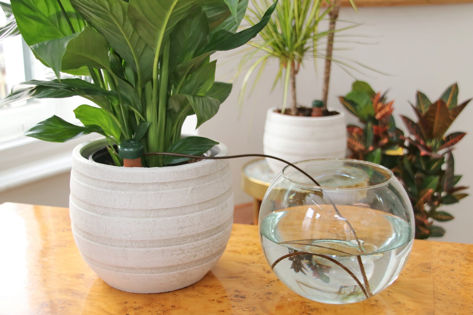 Blumat for Houseplants in a Set - 3 Pieces