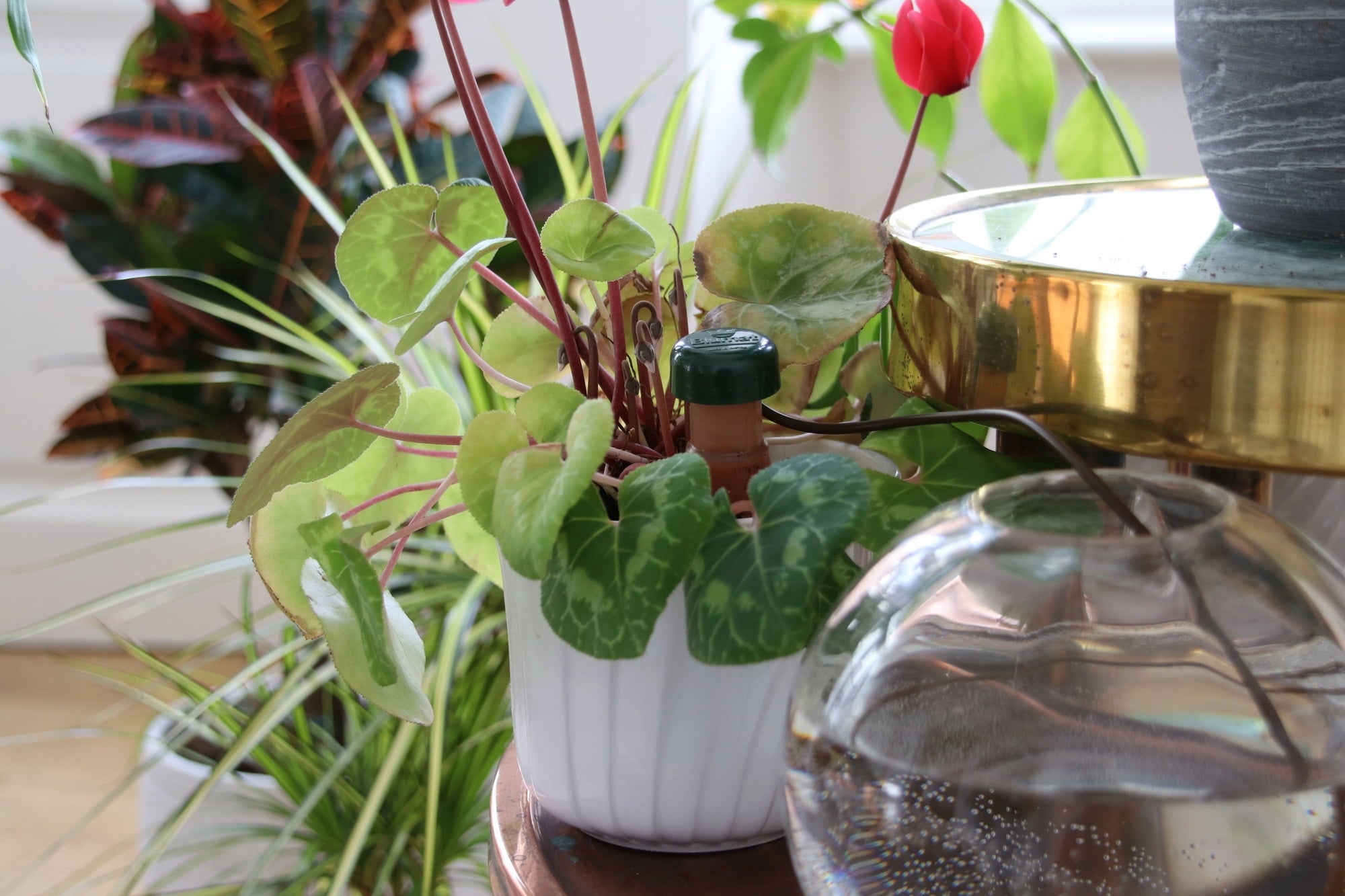 Blumat for Houseplants in a Set - 3 Pieces